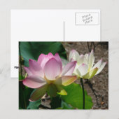 Paar der Lotus-Blume I Postkarte (Vorne/Hinten)
