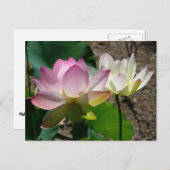 Paar der Lotus-Blume I Postkarte (Vorne/Hinten)