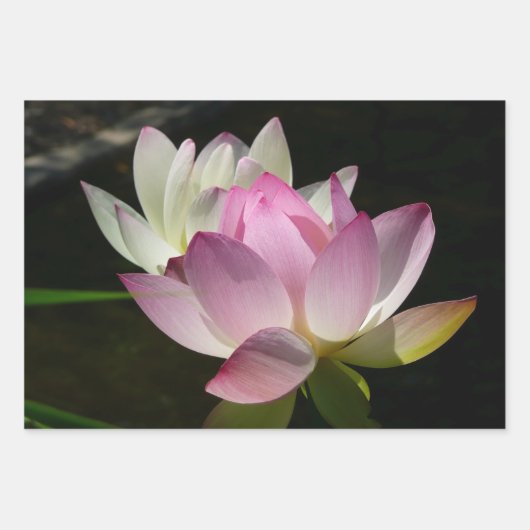 Paar der Lotus-Blume II Geschenkpapier Set (Vorderseite)