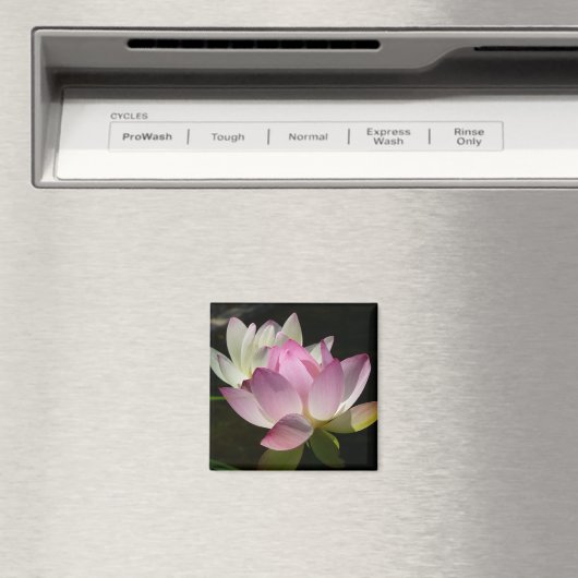 Paar der Lotus-Blume II Magnet (In Situ (Geschirrspüler))