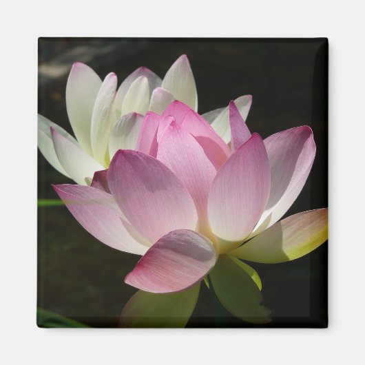 Paar der Lotus-Blume II Magnet (Vorne)