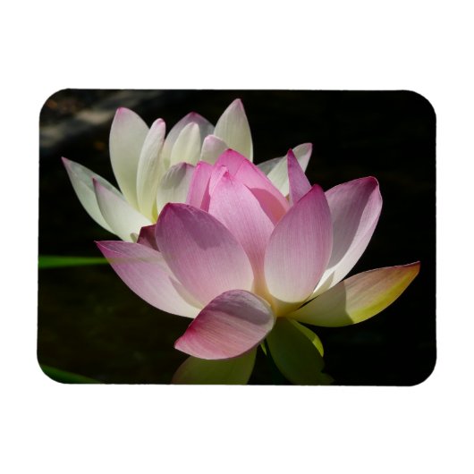Paar der Lotus-Blume II Magnet (Horizontal)