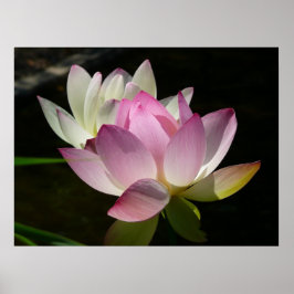 Paar der Lotus-Blume II Poster