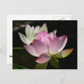 Paar der Lotus-Blume II Postkarte (Vorne/Hinten)