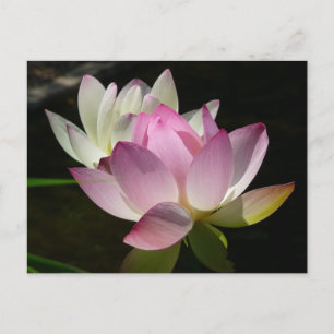 Paar der Lotus-Blume II Postkarte