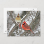 Paar der nördlichen Kardinäle Postkarte (Vorne/Hinten)