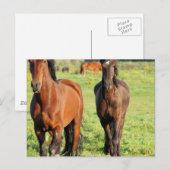 Paar der Organe Postkarte (Vorne/Hinten)