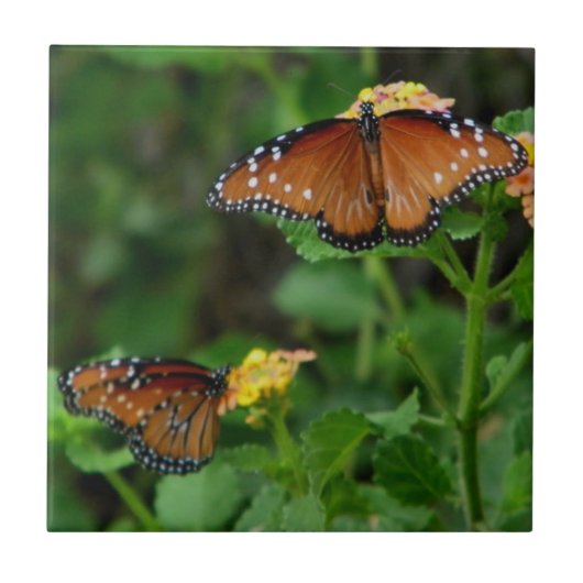 Paar der Schmetterlinge der Königin Fliese (Vorderseite)