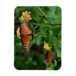 Paar der Schmetterlinge der Königin Magnet