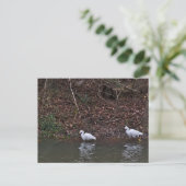 Paar der Snowy Egrets auf der Jagd Postkarte (Stehend Vorderseite)