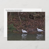 Paar der Snowy Egrets auf der Jagd Postkarte (Vorne/Hinten)