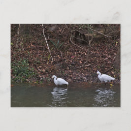 Paar der Snowy Egrets auf der Jagd Postkarte