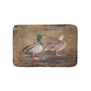 Paar der Stockente duckt Matte