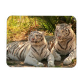 Paar der weißen Tiger Flexible Magnet (Horizontal)