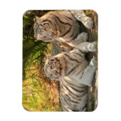 Paar der weißen Tiger Flexible Magnet (Vertikal)