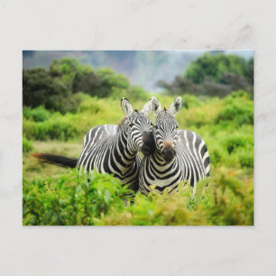 Paar des Zebras-Fotos Postkarte