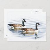 Paar Gänse Postkarte (Vorne/Hinten)