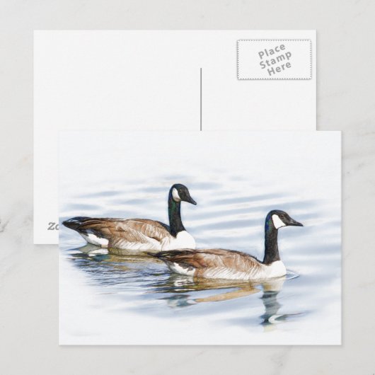 Paar Gänse Postkarte (Vorne/Hinten)