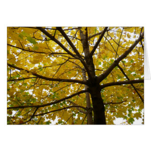Paar gelber Ahornbäume Herbst Natur