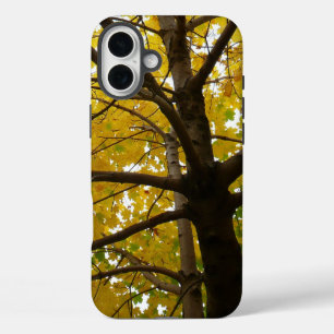 Paar gelber Ahornbäume Herbst Natur iPhone 16 Plus Hülle