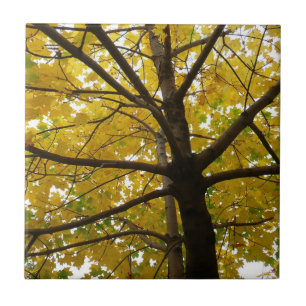 Paar gelber Ahornbäume Herbst Natur Fliese