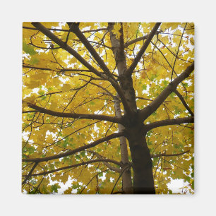 Paar gelber Ahornbäume Herbst Natur Magnet