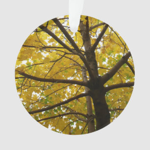 Paar gelber Ahornbäume Herbst Natur Ornament