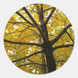 Paar gelber Ahornbäume Herbst Natur Runder Aufkleber