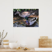 Paar gematchter Mallards Poster (Küche)