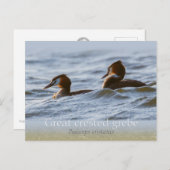 Paar großartiger Grieben CC0757 Postkarte (Vorne/Hinten)