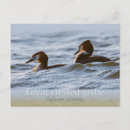 Paar großartiger Grieben CC0757 Postkarte (Vorderseite)