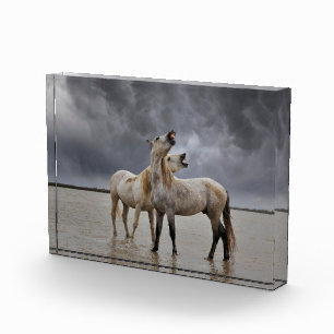 Paar Hengste des Camargue-Pferdes, Südfrankreich Fotoblock