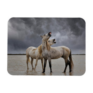 Paar Hengste des Camargue-Pferdes, Südfrankreich Magnet