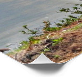 Paar Hippos Poster (Ecke)