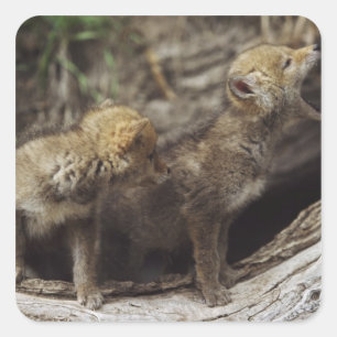 Paar junger Coyote-Jungtiere, Howling Quadratischer Aufkleber
