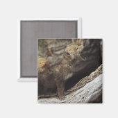 Paar junger Coyoten Howling Magnet (Vorderseite/Rückseite)