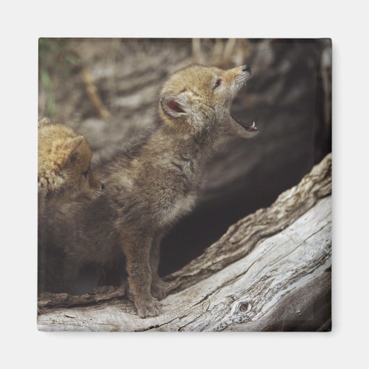 Paar junger Coyoten Howling Magnet (Vorne)