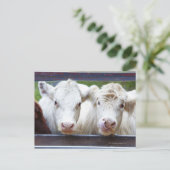 Paar junger weißer Kühe beim füttre des Trailors Postkarte (Stehend Vorderseite)