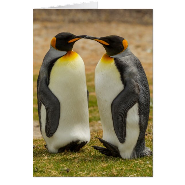 Paar König Pinguine, Falklands (Vorne)