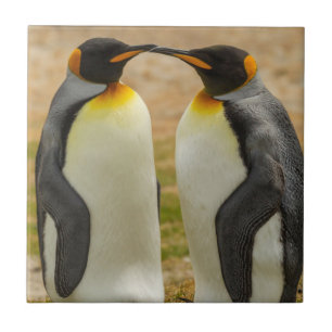 Paar König Pinguine, Falklands Fliese