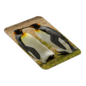 Paar König Pinguine, Falklands Magnet (Rechte Seite)