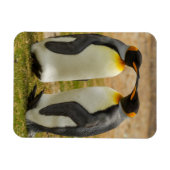 Paar König Pinguine, Falklands Magnet (Horizontal)