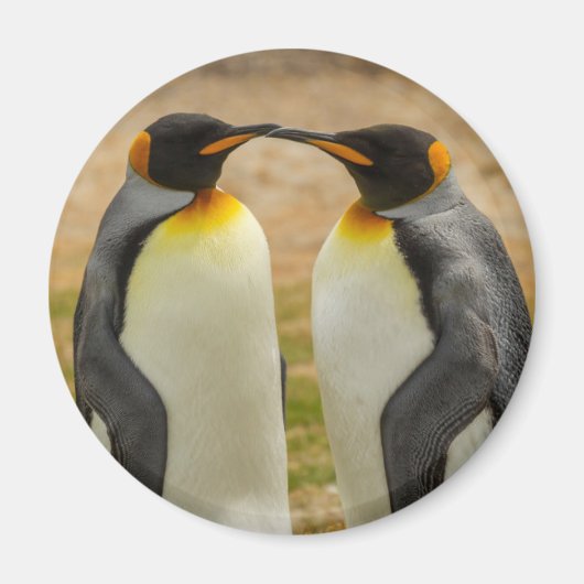 Paar König Pinguine, Falklands Magnet (Vorne)