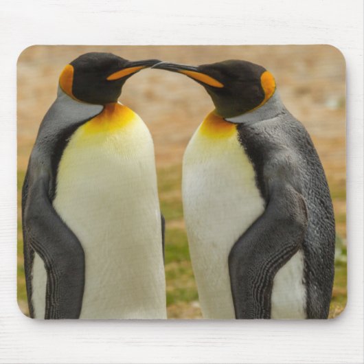 Paar König Pinguine, Falklands Mousepad (Vorne)