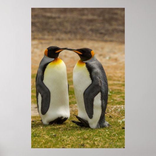 Paar König Pinguine, Falklands Poster (Vorne)