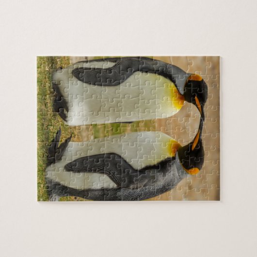 Paar König Pinguine, Falklands Puzzle (Horizontal)