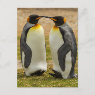 Paar Königspinguine, Falklandinseln Postkarte