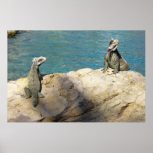 Paar Leguane Tropische Tierfotografie Poster