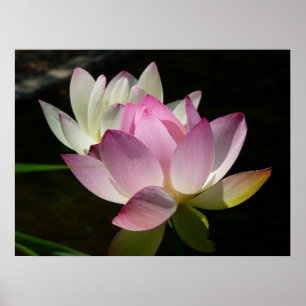 Paar Lotusblumen II Poster
