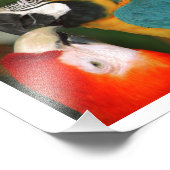 Paar Macaws Kissing Fotodruck (Ecke)